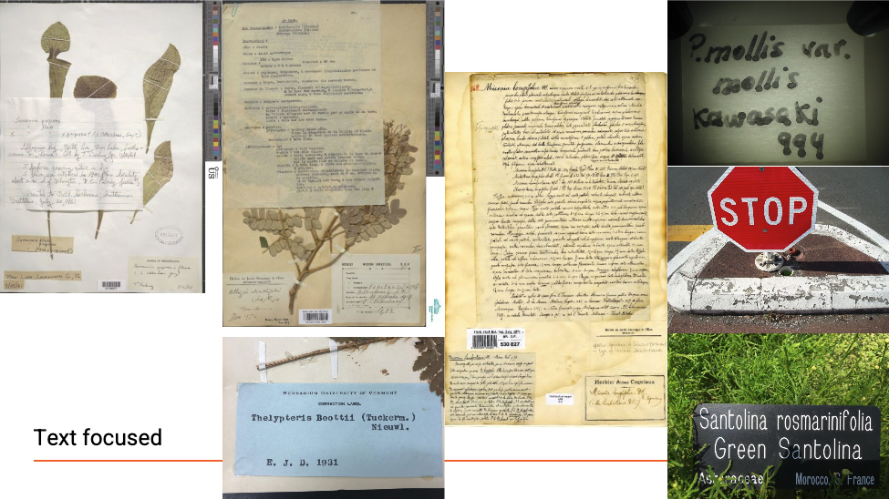 An arrangement of pressed plant specimens on a powerpoint slide